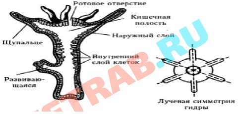 Кто создал сайт блэкспрут